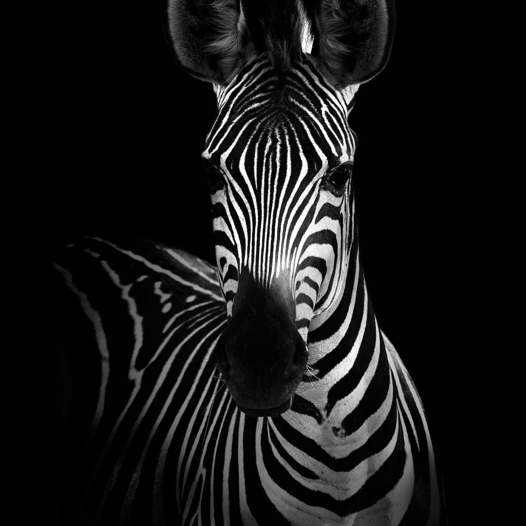 Black and White Zebra Canvas Wall Art