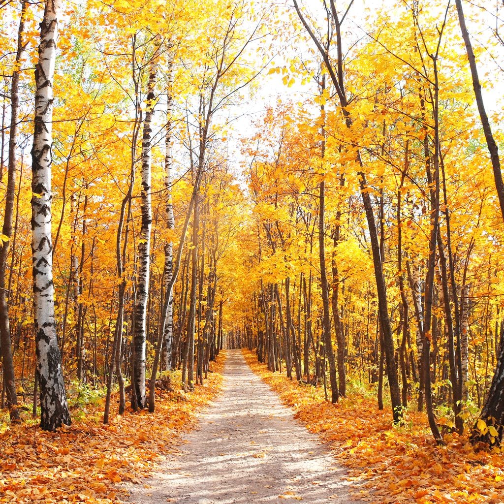 Forest Trail Canvas Wall Art