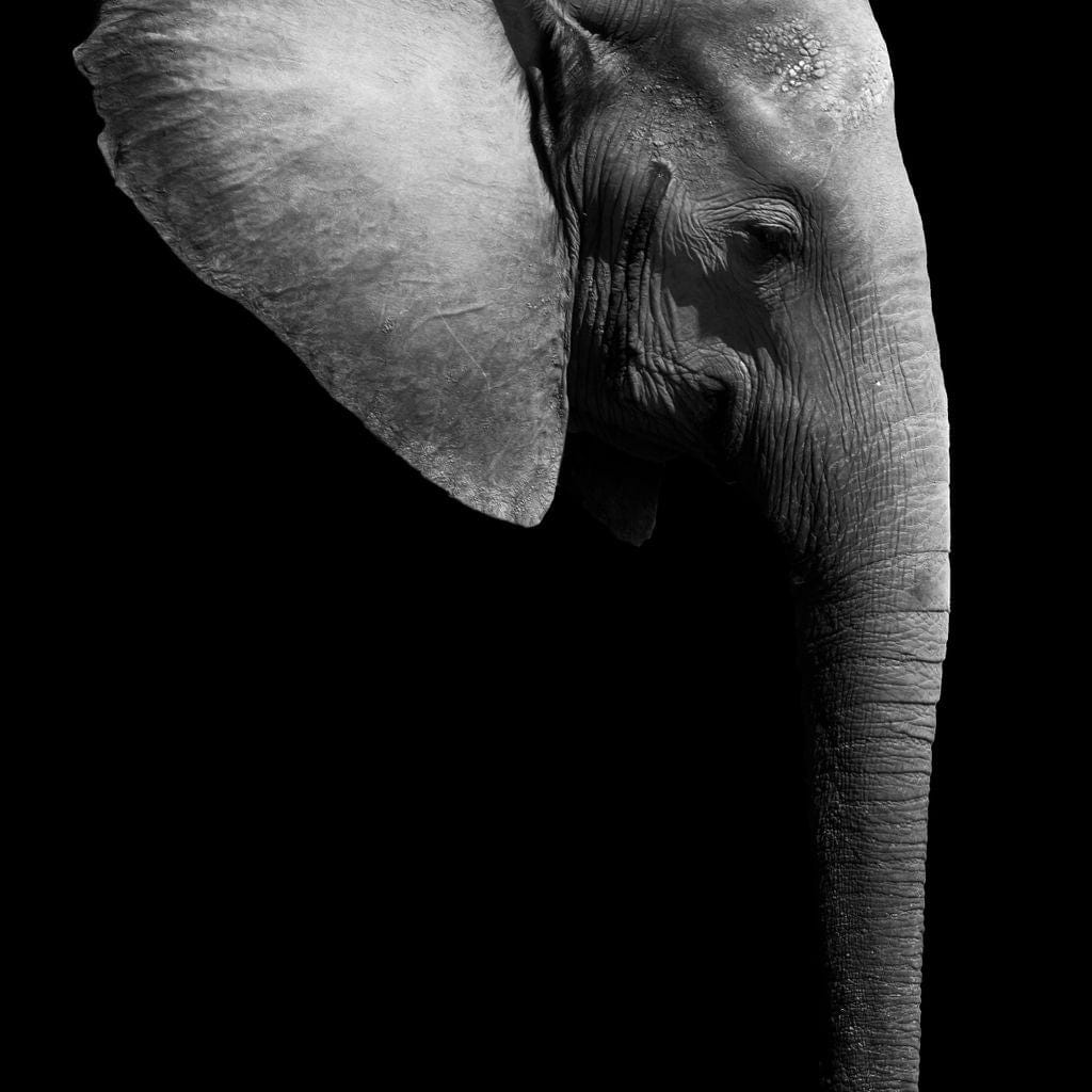 Black and White Elephant Head Canvas Wall Art