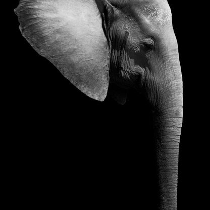 Black and White Elephant Head Canvas Wall Art