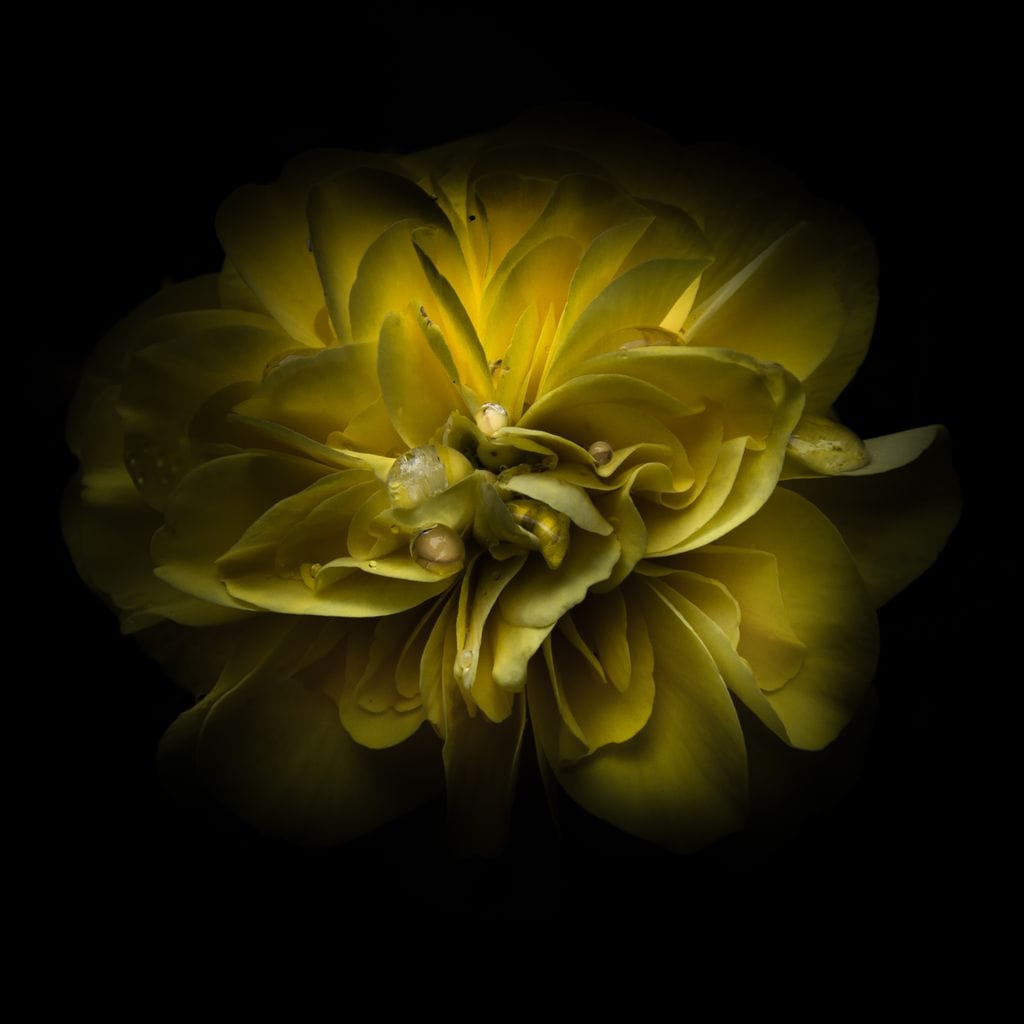 Yellow Backyard Flowers Canvas Wall Art