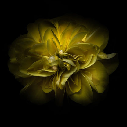 Yellow Backyard Flowers Canvas Wall Art