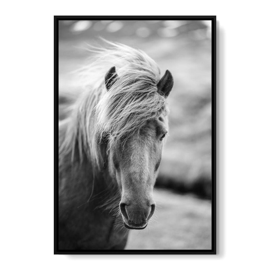 Icelandic Horse Canvas Wall Art