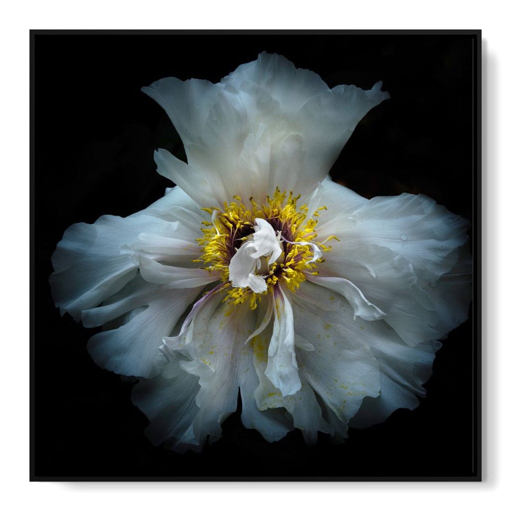 Backyard Flowers Series 4 Canvas Wall Art
