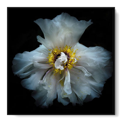 Backyard Flowers Series 4 Canvas Wall Art