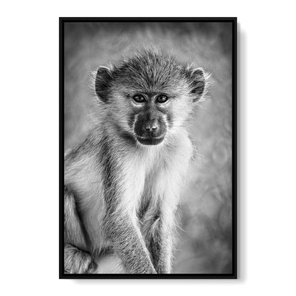 Monkey in Black & White Canvas Wall Art