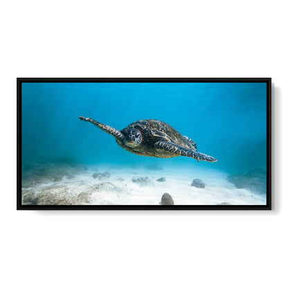 Blue Turtle Canvas Wall Art